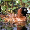 Masked Duck